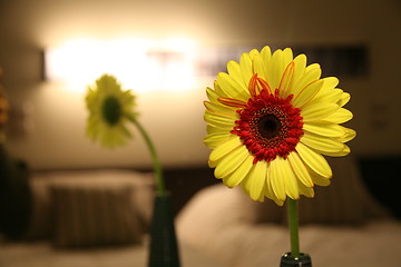 Image showing flower in bed