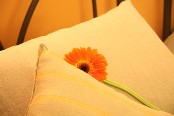 Image showing flower in bed