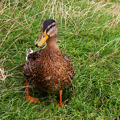 Image showing Mallard Duck