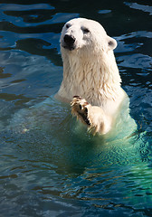 Image showing Polar bear