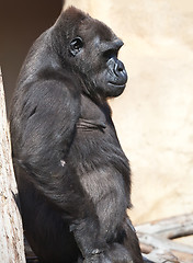 Image showing Gorilla