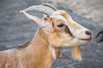 Image showing Goat