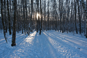 Image showing Winter forest