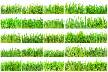 Image showing Green grass