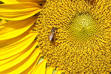 Image showing Sunflower