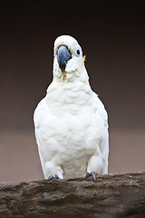 Image showing Cockatoo parrot