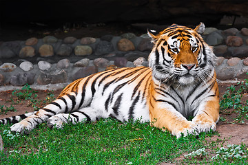 Image showing Tiger