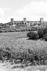 Image showing Wineyard in Tuscany
