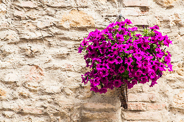 Image showing Tuscan flowers