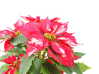 Image showing Poinsettia Christmas Star