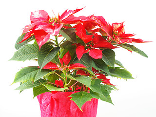Image showing Poinsettia Christmas Star
