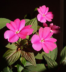 Image showing Impatiens New Guinea flower