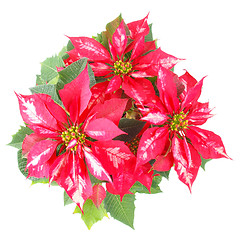 Image showing Poinsettia Christmas Star
