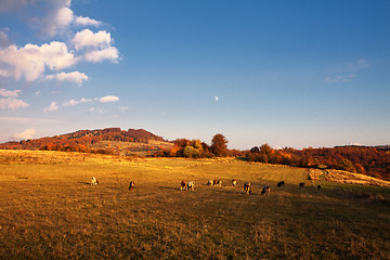 Image showing Cows on pasture in autumn