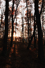 Image showing Autumn oak forest