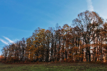 Image showing Autumn oak forest