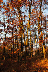 Image showing Autumn oak forest