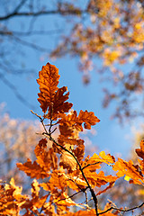 Image showing Autumn oak leaves