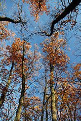 Image showing Autumn treetops