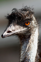 Image showing Emu