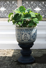 Image showing Pot plant