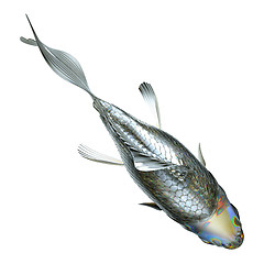 Image showing Top view of glass fish isolated 