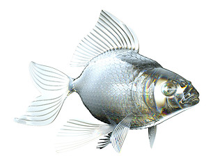 Image showing Beautiful semitransparent Glass fish isolated