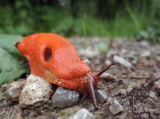 Image showing red slug on the ground