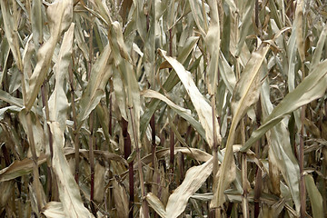 Image showing sere corn plants