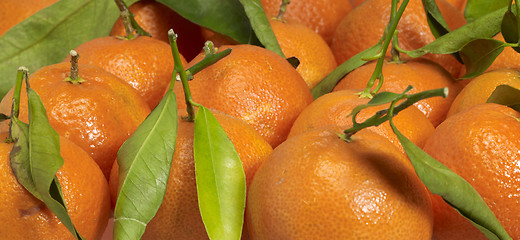 Image showing orange fruits