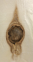 Image showing knothole