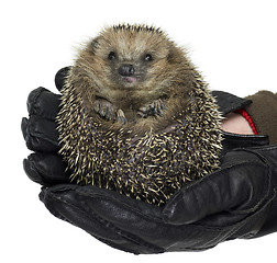 Image showing holding a hedgehog