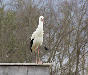 Image showing White Stork