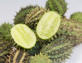 Image showing prickly cucumber fruits