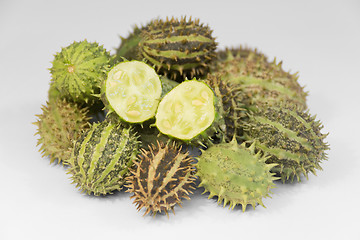 Image showing prickly cucumber fruits