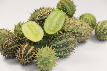 Image showing prickly cucumber fruits