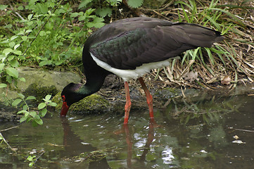 Image showing Black Stork wading waterside