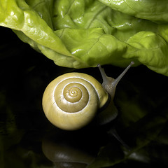 Image showing Grove snail and salad