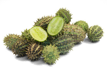 Image showing prickly cucumber fruits