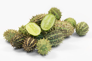 Image showing prickly cucumber fruits