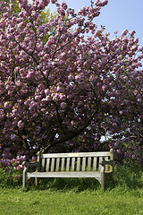 Image showing Single empty park bench
