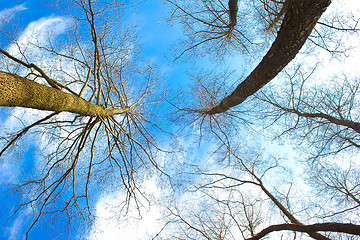 Image showing silhouettes of dead trees stretch into blue sky is an unusual ty