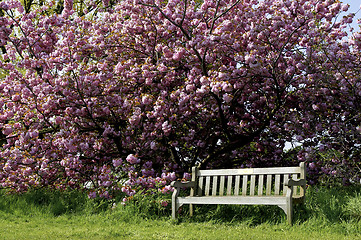 Image showing Single empty park bench