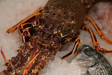 Image showing lobster in ice
