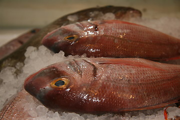 Image showing fish in ice