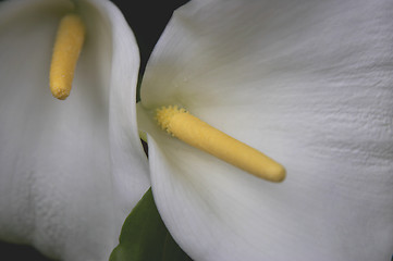 Image showing White flower and yellow stamen kew botanical gardens London