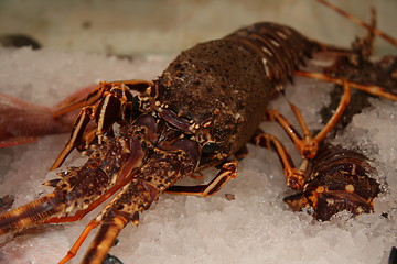 Image showing lobster in ice
