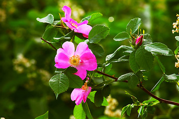 Image showing leaves wild rose pink summer flower green background wallpaper