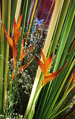 Image showing Tropical flowers from Thailand