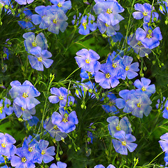 Image showing natural seamless forget-me-not blue flower green nature backgrou